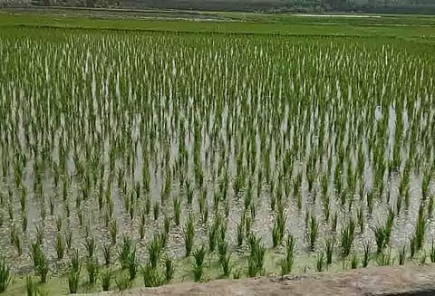 பசுமையாக காட்சியளிக்கும் நெற்பயிர்