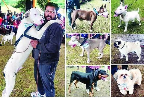 கொடைக்கானலில் சுற்றுலா பயணிகளை கவர்ந்த நாய்கள் கண்காட்சி