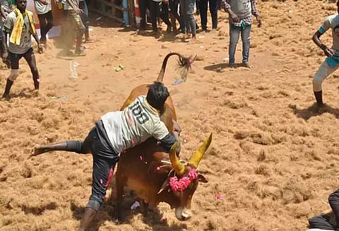 நிலவாரப்பட்டியில் முதன்முறையாக ஜல்லிக்கட்டு: சீறிப்பாய்ந்த காளைகளை வீறுகொண்டு அடக்கிய காளையர்கள் 2 போலீஸ்காரர்கள் உள்பட 36 பேர் காயம்