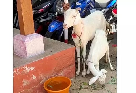 ஆடுகள் திருடிய வழக்கில் கல்லூரி மாணவர் உள்பட 2 பேர் கைது