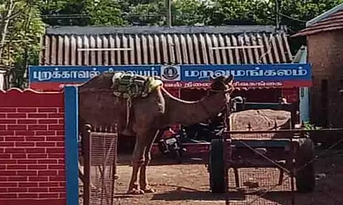 மணல் கடத்த பயன்படுத்திய ஒட்டகம் பறிமுதல்