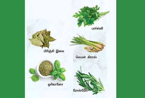 ஆரோக்கியம் காக்கும் சீசனிங் மூலிகைகள்!