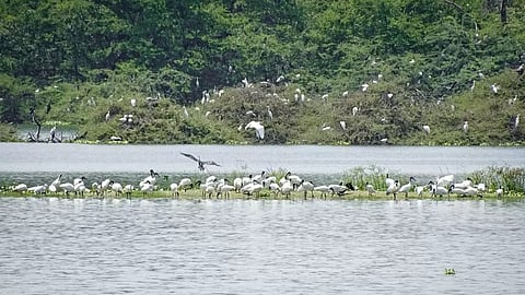 இயற்கை ஆர்வலர்களின் இன்பவனமாக விளங்கும் வடுவூர் பறவைகள் சரணாலயம்