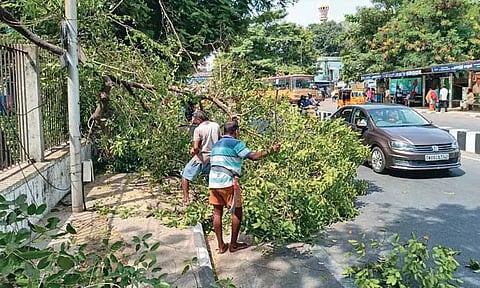 திருவல்லிக்கேணியில் நடைபாதையில் முறிந்து விழுந்த மரம்