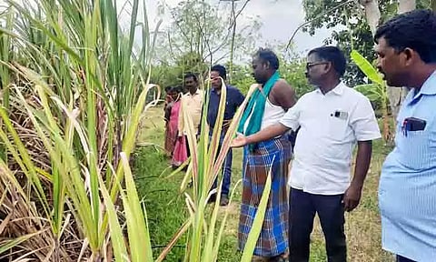 பூச்சி-நோய் தாக்குதலால் கரும்பு சாகுபடி பாதிப்பு