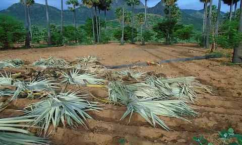 ஒற்றை காட்டு யானை அட்டகாசம்