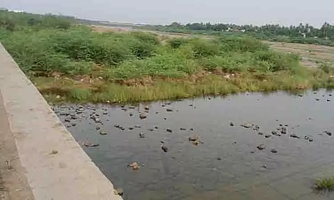 அமராவதி ஆற்றில் ஆக்கிரமித்துள்ள கருவேல மரங்கள்