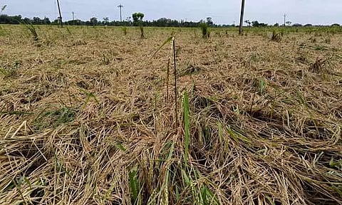 அறுவடைக்கு தயாரான 3 ஆயிரம் ஏக்கர் நெற்பயிர்கள் சாய்ந்தன