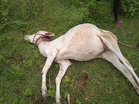 கன்றுக்குட்டியை கடித்துக்கொன்ற சிறுத்தை