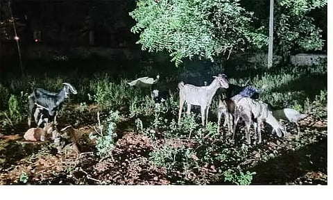 நிலப்பிரச்சினைக்கு தீர்வு கிடைக்காத விரக்தியில் தேனி கலெக்டர் அலுவலகத்தில் ஆடுகளை விட்டு சென்ற விவசாயி