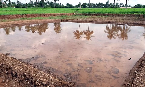 நஞ்சை சம்பா சாகுபடிக்கு வயல்களில் விதை நெல் விடும் பணி தொடக்கம்