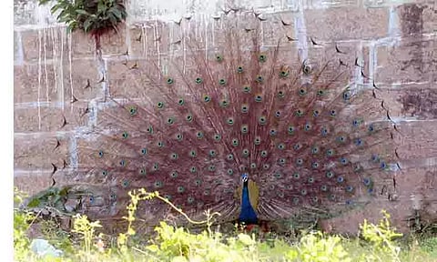 புதுக்கோட்டை மாவட்டம் திருப்புனவாசல் விருத்தபுரீஸ்வரர் கோவில் வளாகத்தில் மயில்கள் ஆங்காங்கே சுற்றித்திரிகின்றன. இதில் ஒரு மயில் தோகை விரித்து ஆடிய போது எடுத்த படம்.