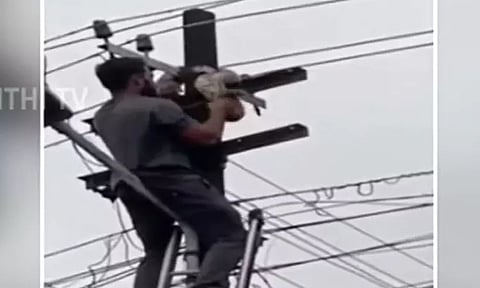 மின்கம்பத்தில் சரசரவென ஏறிய மலைப்பாம்பு - லாவகமாக பிடித்து இறக்கிய இளைஞர்