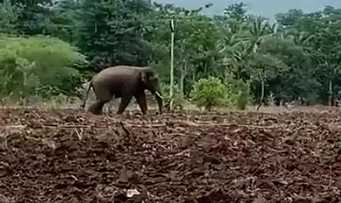 விளைநிலங்களுக்குள் உலா வரும் ஒற்றை யானை