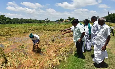 அறுவடைக்கு தயாரான 8 ஆயிரம் ஏக்கர் நெற்பயிர்கள் சாய்ந்து தண்ணீரில் மூழ்கின