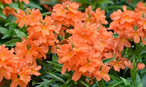 சத்தியமங்கலம் மார்க்கெட்டில் கனகாம்பரம் கிலோ ரூ.1,050-க்கு ஏலம்