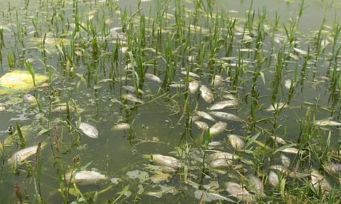 குளத்தில் செத்து மிதந்த மீன்கள்