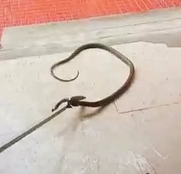 வடமதுரை சார்பதிவாளா அலுவலகத்திற்குள் புகுந்த பாம்பு