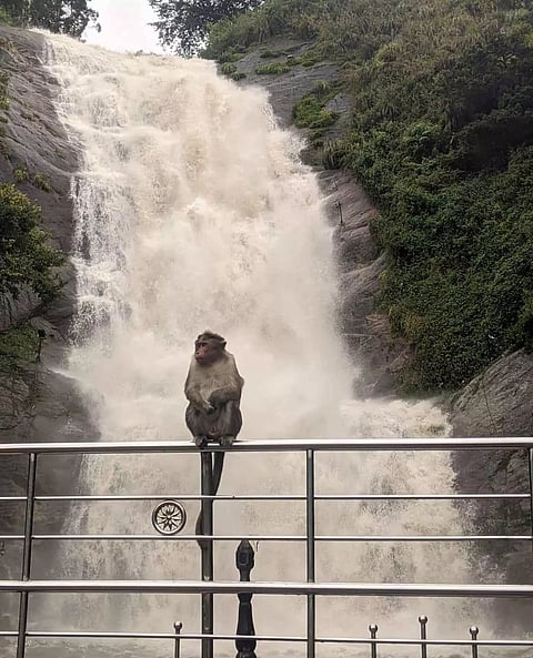 வெள்ளத்தில் மிதக்கும் 'மலைகளின் இளவரசி' அருவிகளில் வெள்ளப்பெருக்கு-மலைப்பாதை துண்டிப்பு