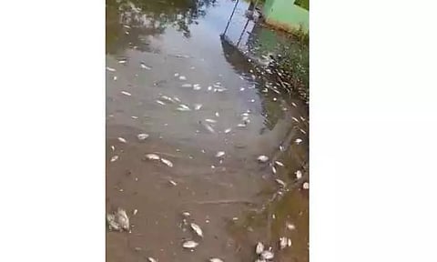 ஏரியில் செத்து மிதந்த மீன்கள்