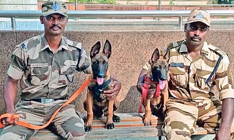 சென்னை விமான நிலையத்தில் வெடிகுண்டுகளை கண்டுபிடிக்கும் அதிக சக்தியுடைய 2 மோப்ப நாய்கள் - வரும் டிசம்பரில் பயன்படுத்த முடிவு