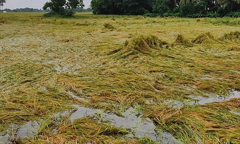 தொடர்மழையால் அறுவடைக்கு தயாரான நெற்பயிர்கள் நீரில் மூழ்கி முளைத்தன