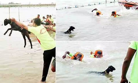 ஆட்டுக்குட்டியால் சிரிப்பலை