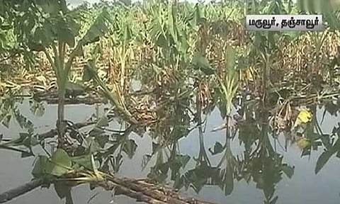 தஞ்சாவூர்: மருவூர் கிராமத்தை சூழ்ந்த நீர் - 200 ஏக்கர் வாழைமரங்கள் சேதம்