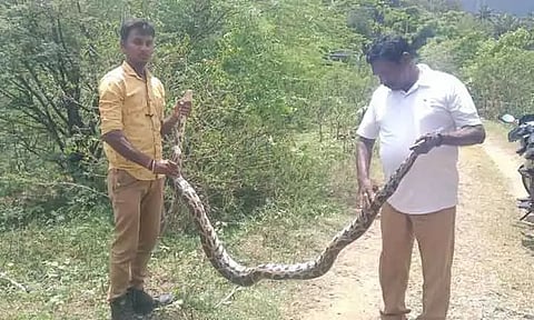 மலைப்பாம்பு பிடிபட்டது