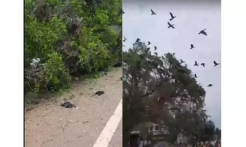 பறவைகளின் வீடாக இருந்த மரம்... வெட்டி சாய்த்த கொடூரர்கள்... கொத்துக் கொத்தாக இறந்த சோகம்