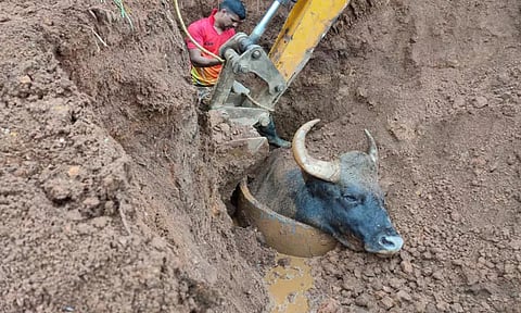 கழிவுநீர் தொட்டியில் விழுந்த காட்டெருமை