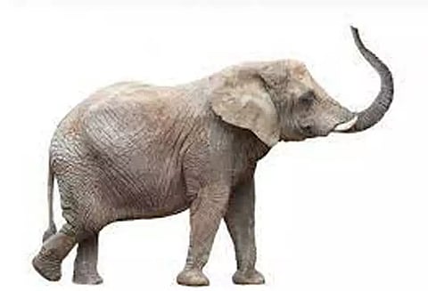 யானை தாக்கி விவசாயி பலி