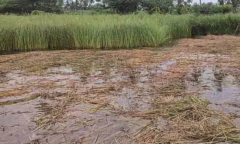 விவசாய நிலத்தில் தேங்கிய தண்ணீர்