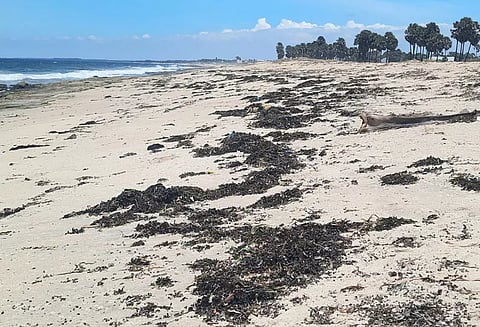 மன்னார் வளைகுடாவில் சீற்றம்: கரை ஒதுங்கி கிடக்கும் கடல் பாசிகள்