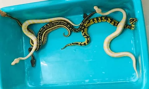 தாய்லாந்தில் இருந்து சென்னைக்கு கடத்தி வரப்பட்ட மலைப்பாம்பு குட்டிகள் பறிமுதல் - வாலிபர் கைது