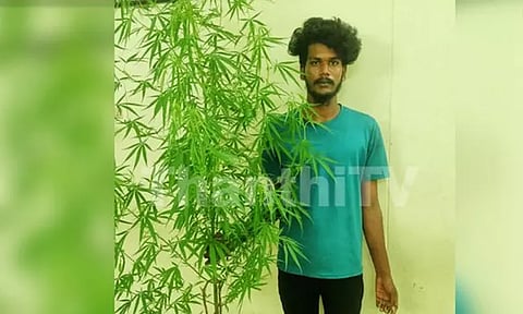 திருவள்ளூர்: திருத்தணி அருகே வீட்டு தோட்டத்தில் கஞ்சா செடி வளர்த்ததாக வாலிபர் கைது