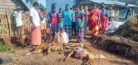 வெறிநாய் கடித்து 14 ஆடுகள் செத்தன