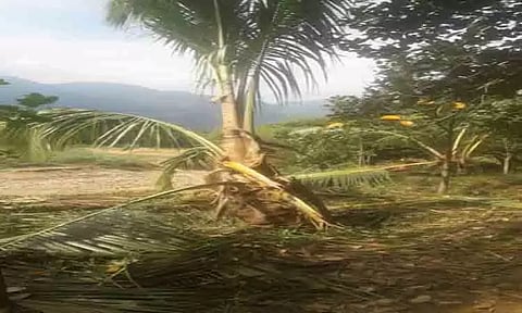 விளை நிலங்களுக்குள் புகுந்து யானைகள் அட்டகாசம்