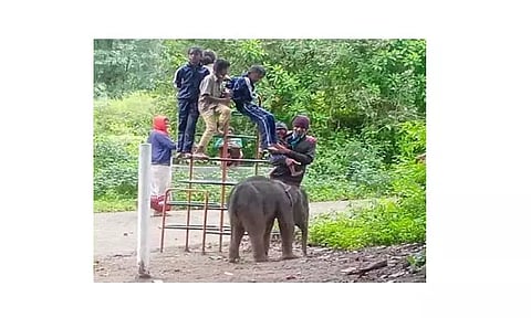 வனப்பகுதியில் இருந்து வழி தவறி கிராமத்துக்குள் நுழைந்த குட்டி யானை