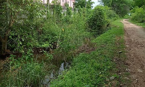 புதர் மண்டி கிடக்கும் ராமநாதன்கோவில் வடிகால் வாய்க்கால்