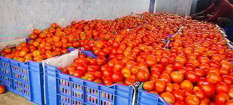 தக்காளி விலை கிடுகிடு உயர்வு