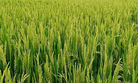 சம்பா, தாளடி பருவத்திற்கு ஏற்ற நெல் ரகங்கள்