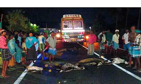 லாரி மோதி 7 ஆடுகள் பலி