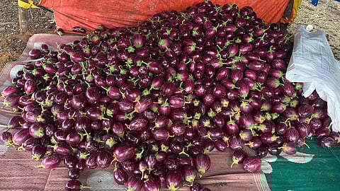 வேப்பனப்பள்ளி பகுதியில் துருவ கத்தரிக்காய் அறுவடை தீவிரம்