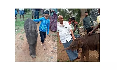 தாயை பிரிந்த குட்டி யானை மீட்பு