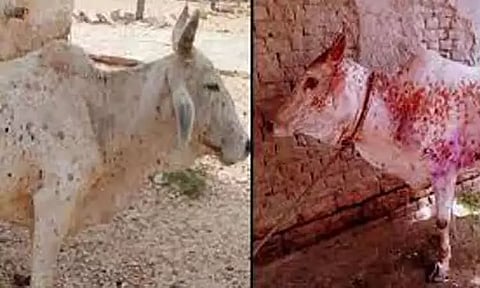 டெல்லியில் 173 கால்நடைகளுக்கு தோல் தொற்று நோய்! தடுப்பூசி செலுத்தும் பணி தீவிரம்