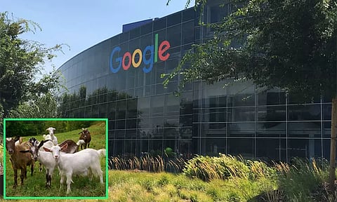 3 ஆயிரம் ஆடுகளுக்கு வேலை கொடுத்த கூகுள் நிறுவனம்...!