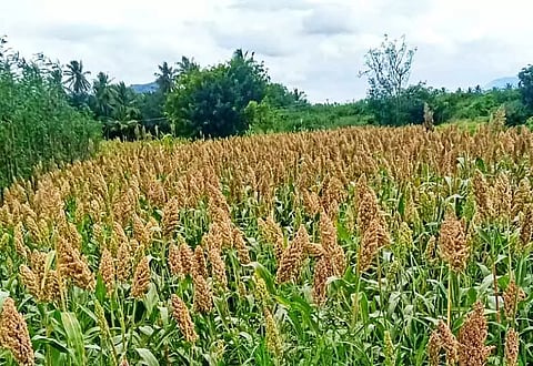 அறுவடைக்கு தயாரான சோளப் பயிர்கள்