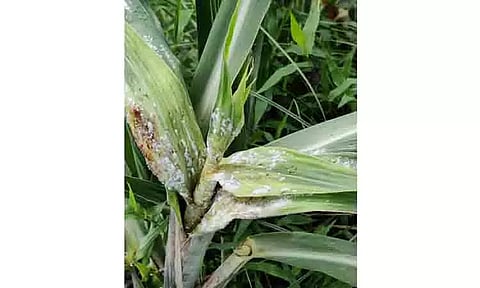 கரும்பு பயிரில் நோய் தாக்குதல்