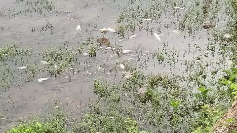 அந்தியூர் வரட்டுப்பள்ளம் அணையில் மீன்கள் செத்து மிதந்ததால் பரபரப்பு